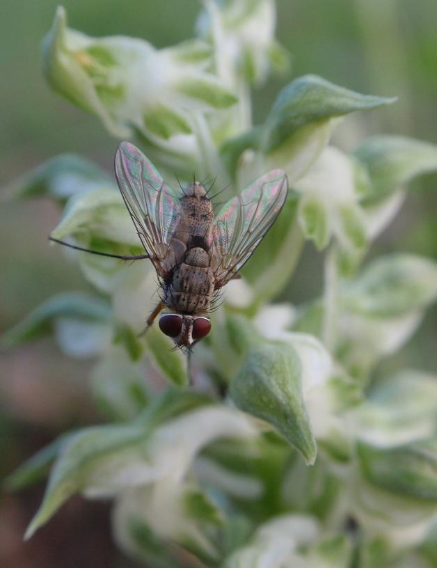 Prosena siberita (Tachinidae, Diptera) su A. coriophora